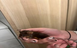 Mouse rodents for sale: X4 adult females and x12 litter  - Image 8