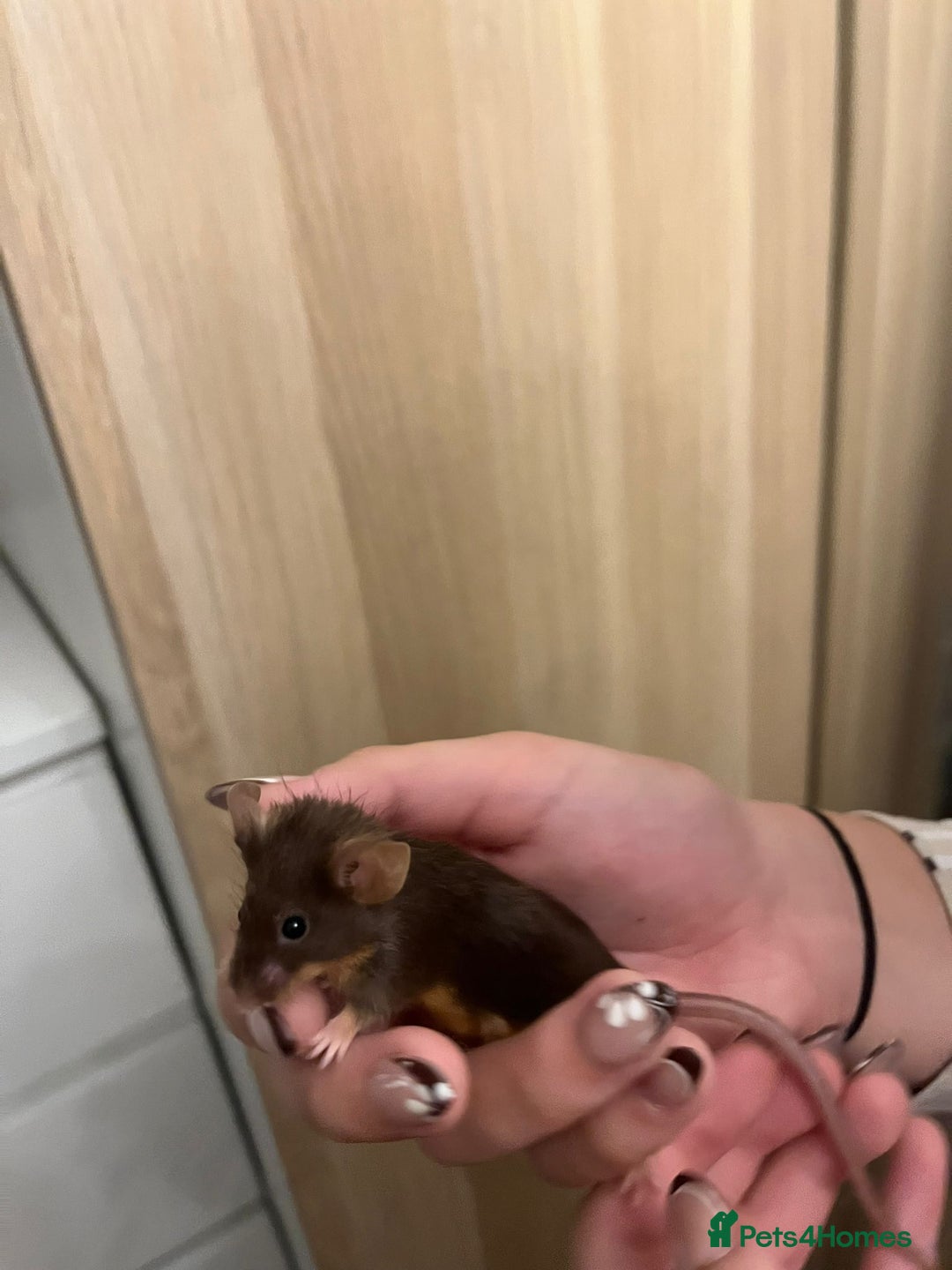 Mouse rodents for sale: X4 adult females and x12 litter  - Image 8