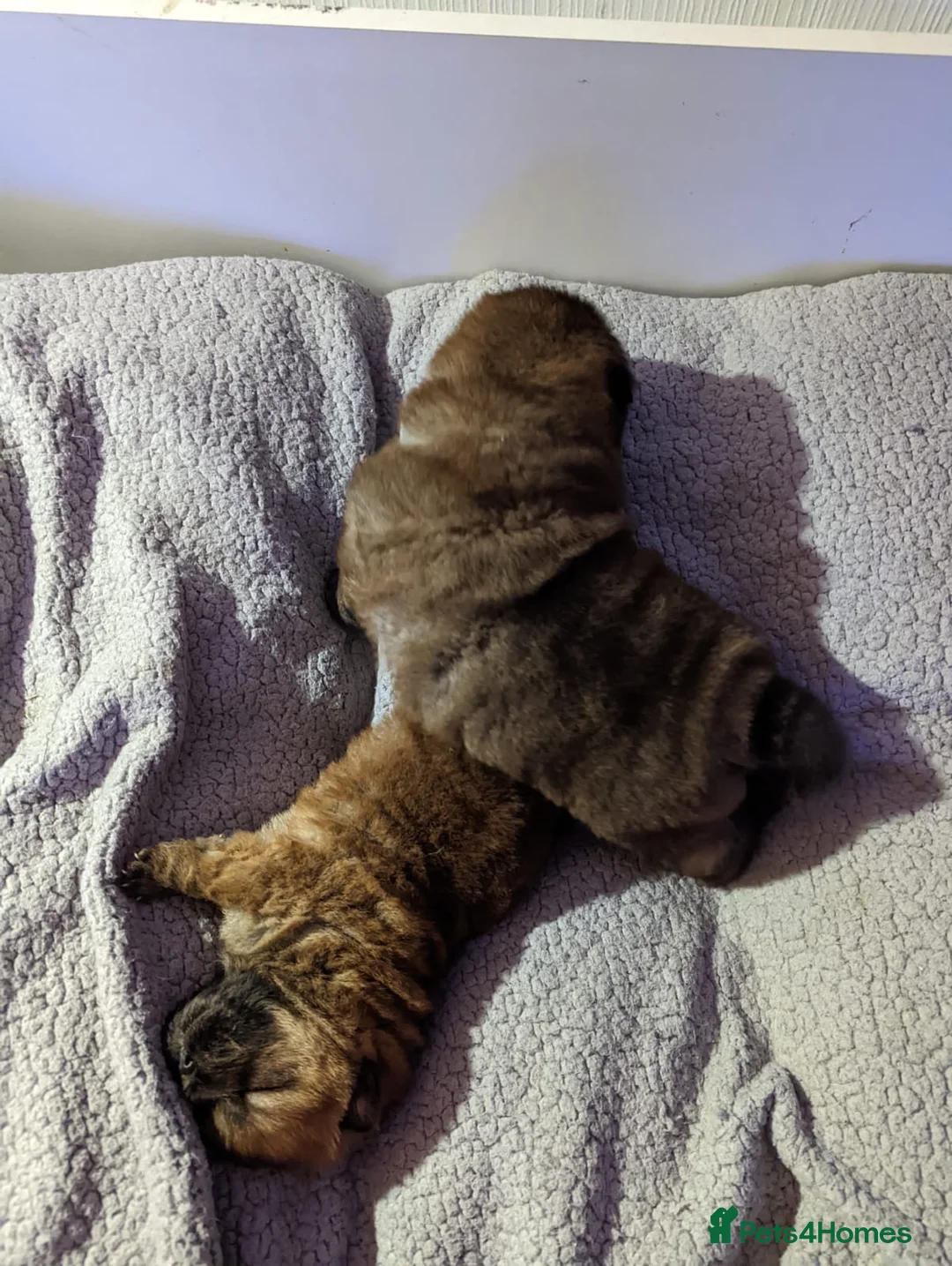 Chow Chow dogs for stud: *PROVEN* CHOW AVAILABLE FOR STUD! in Canterbury - Advert 8