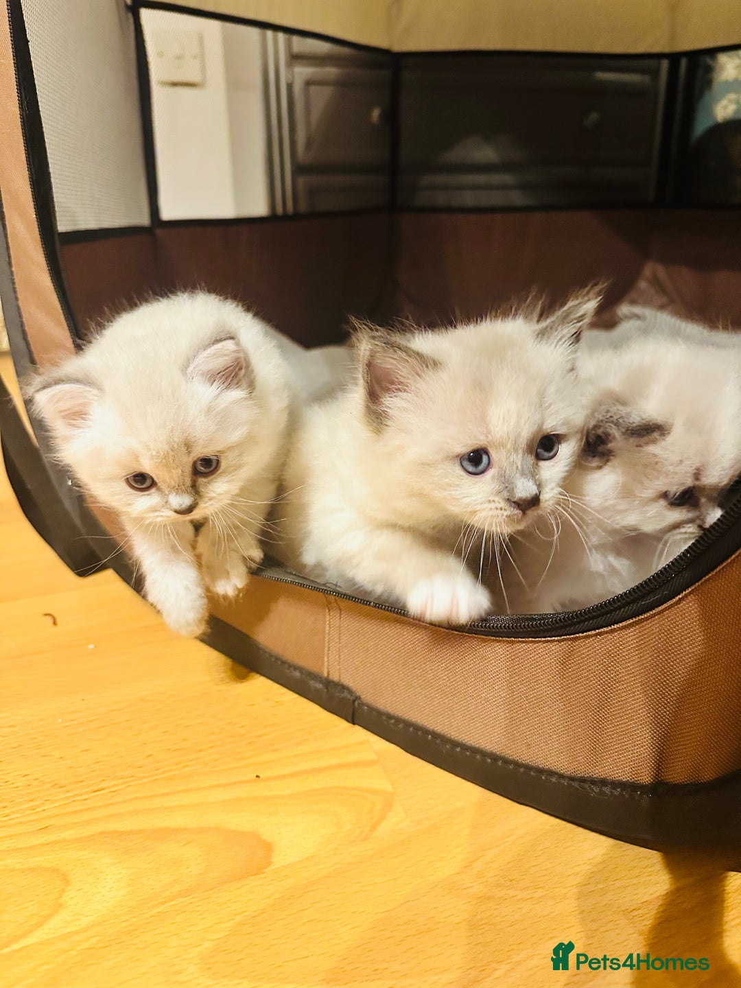 Siberian cats for sale: Neva Masquerade × Ragdoll Kittens – Hypoallergenic - Advert 17