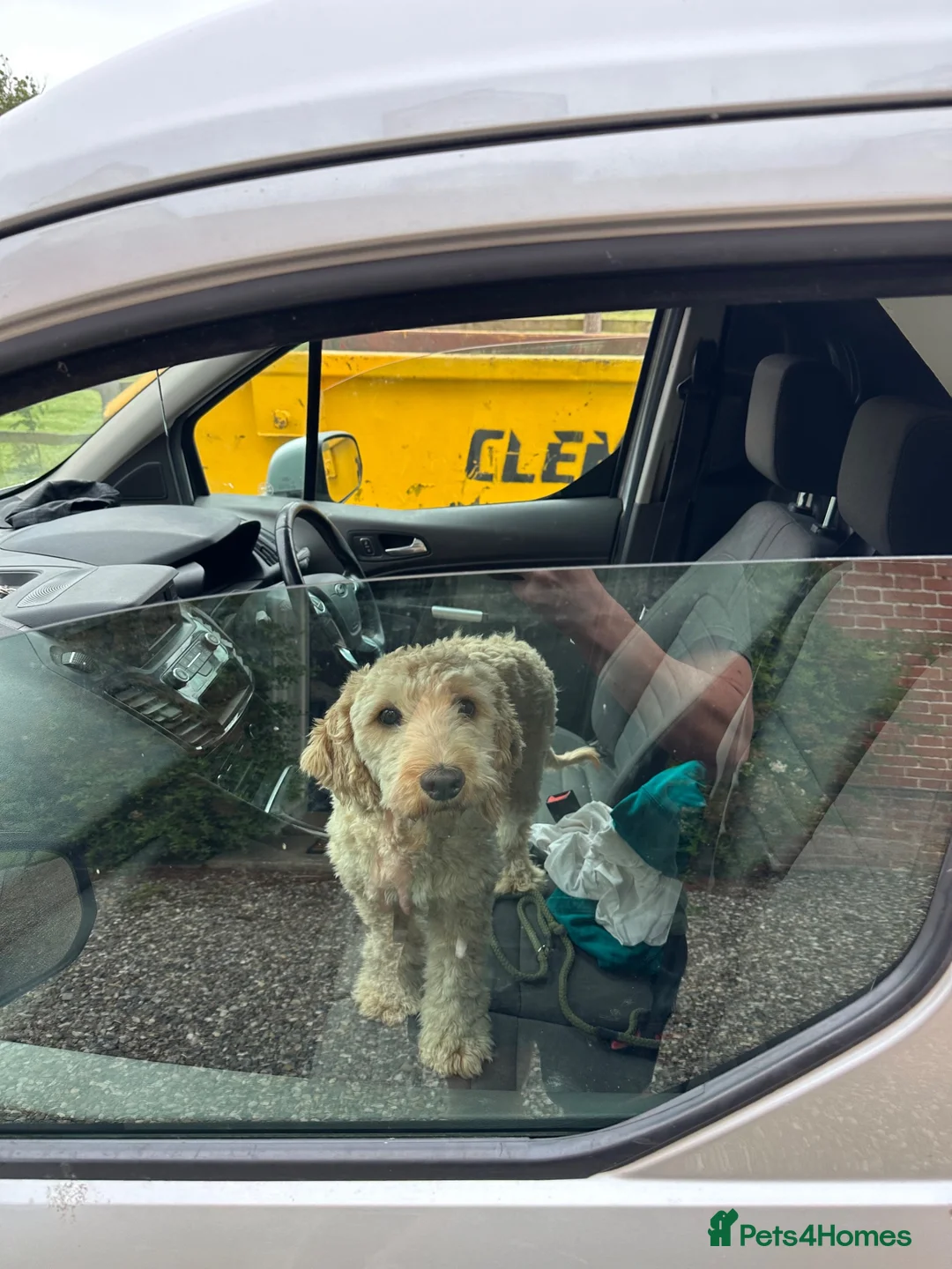 Cockapoo dogs for stud: Cockapoo stud in Beccles - Advert 2