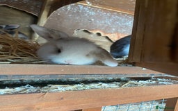 Mini Lop rabbits for sale: 4 beautiful rabbits  - Image 14