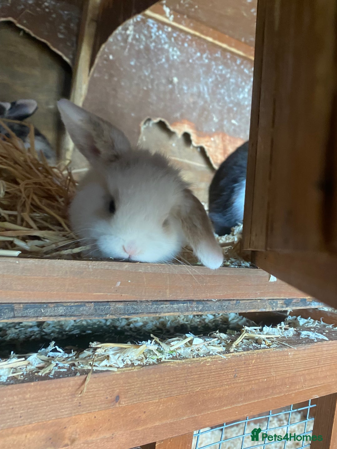 Mini Lop rabbits for sale: 4 beautiful rabbits  - Image 14