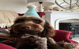Cockapoo dogs for stud: For Stud - Image 1