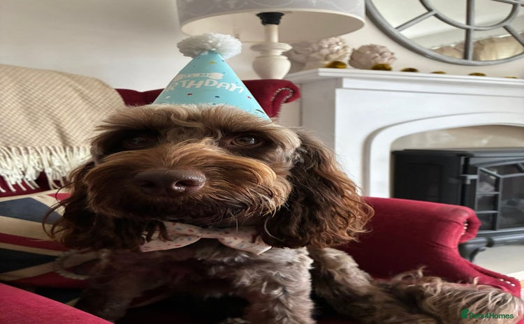 Cockapoo dogs - Advert 5