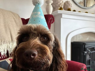 Cockapoo dogs - Advert 30