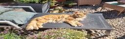 Maine Coon cats for sale: Maine Coon ginger Ready Now!! Absolutely gorgeous! - Advert 29