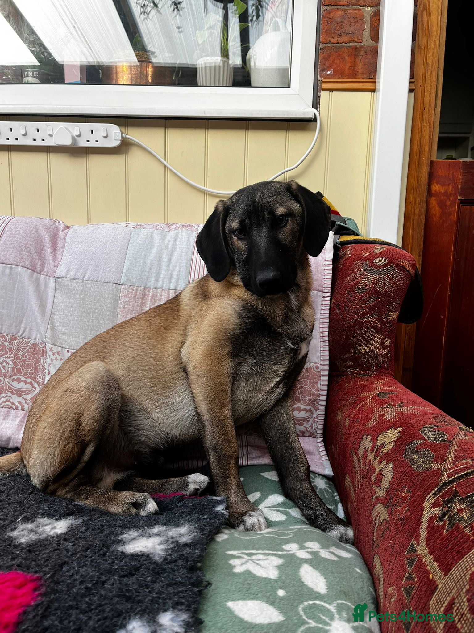 Mixed Breed dogs Dexter is a 5 .5 month old Macedonia rescue  - Advert 15