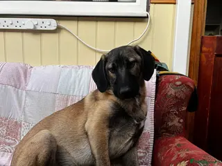 Mixed Breed dogs Dexter is a 5 .5 month old Macedonia rescue - Advert 15