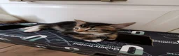 Mixed Breed cats for sale: Beautiful kittens  - Advert 2
