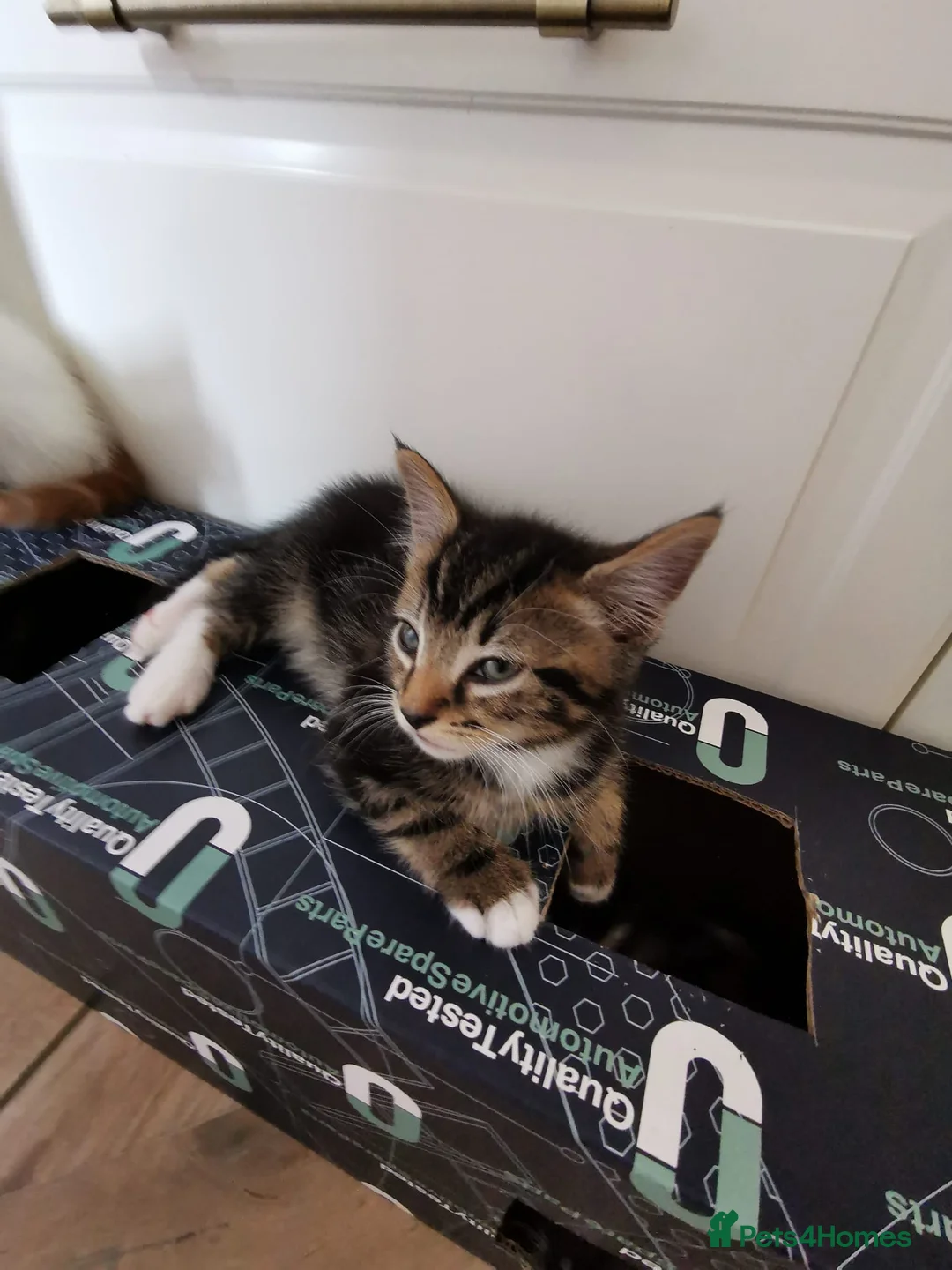 Mixed Breed cats for sale: Beautiful kittens  - Advert 2