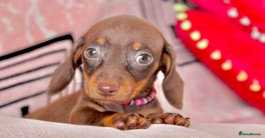 Miniature Dachshund dogs - Advert 7
