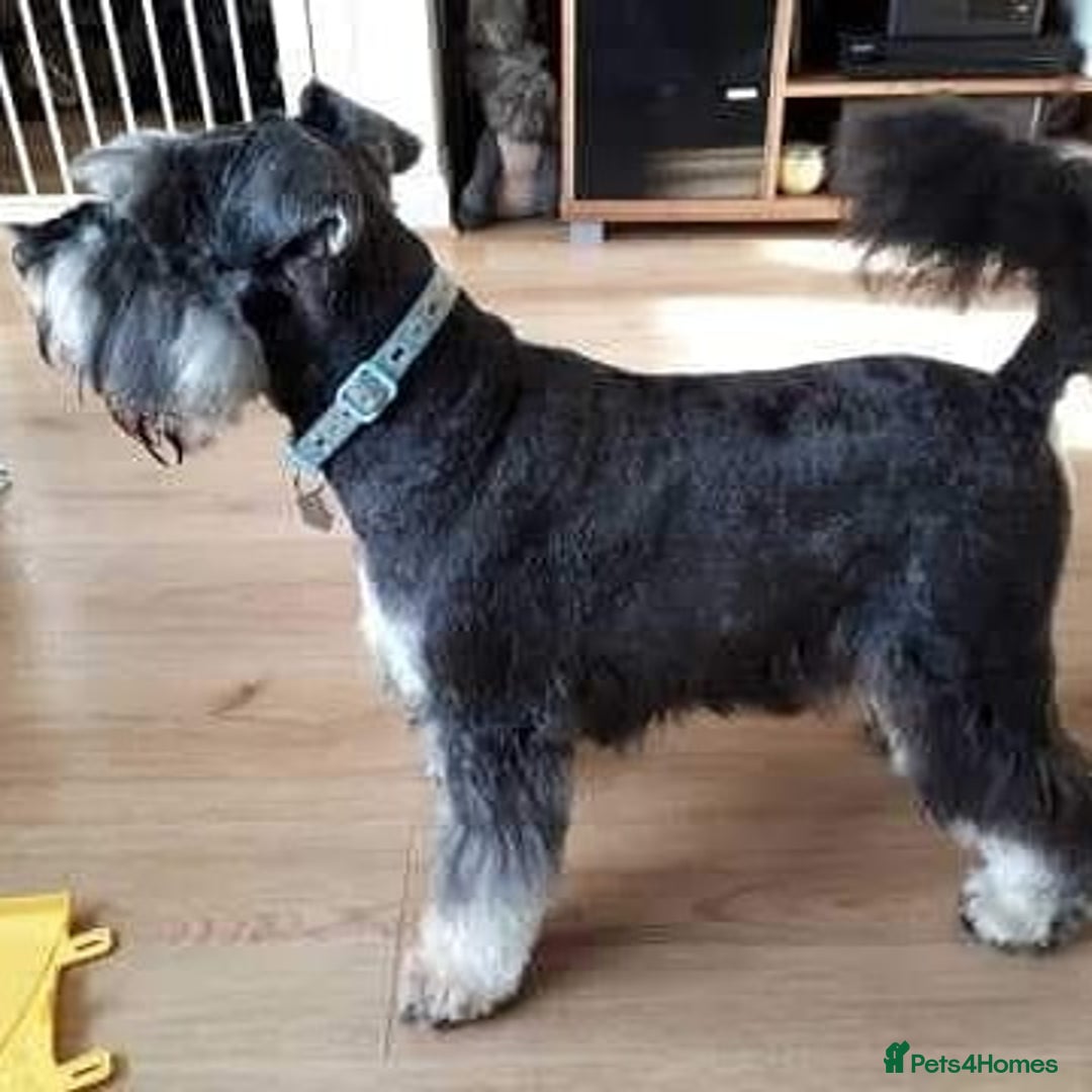 Miniature Schnauzer dogs for stud: stunning Kc registererd proven miniature schnauzer in Wolverhampton - Advert 4
