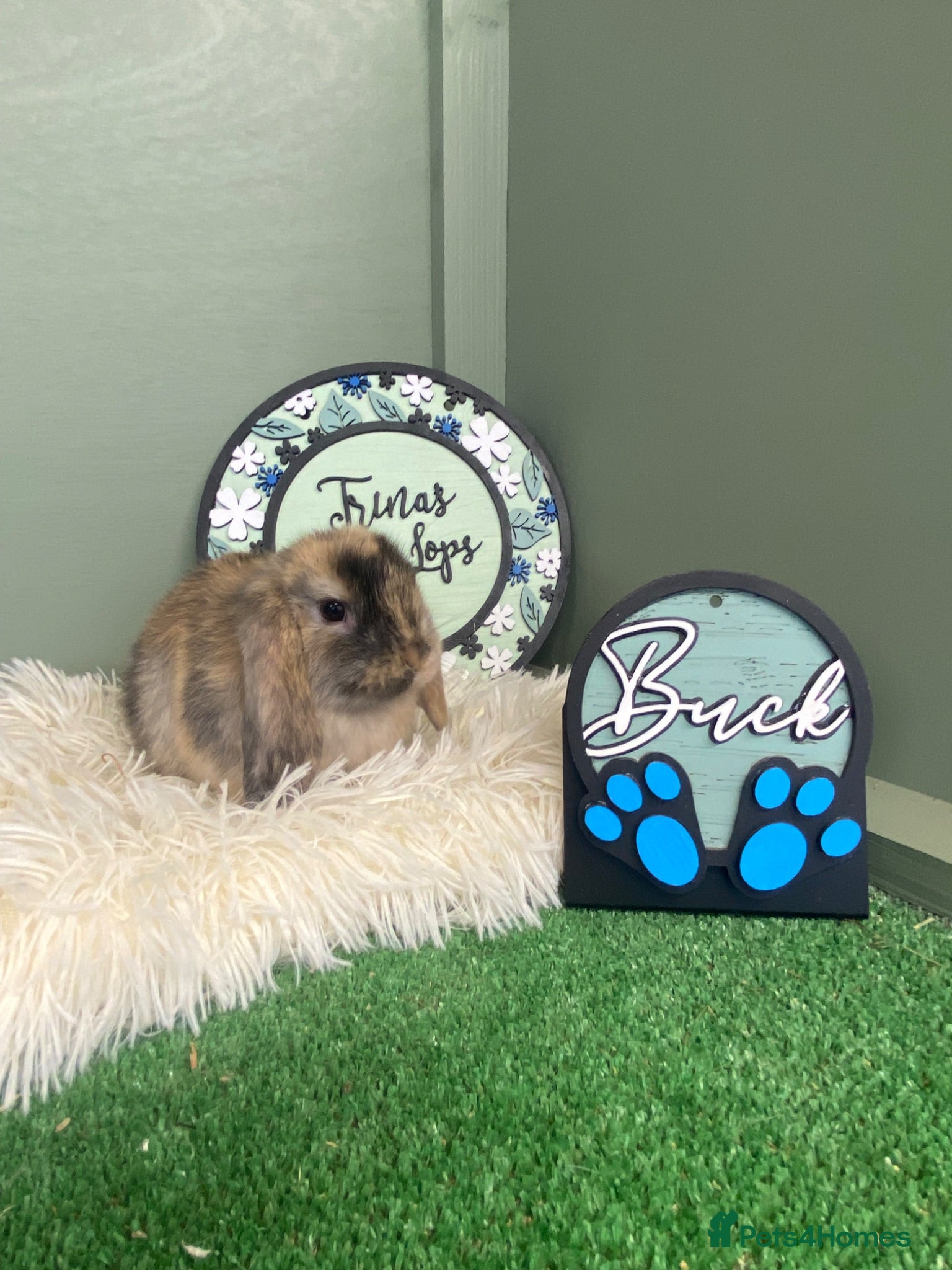 Mini Lop rabbits Mini Lop Babies - Ready for Homes 18.07.26 - Advert 3