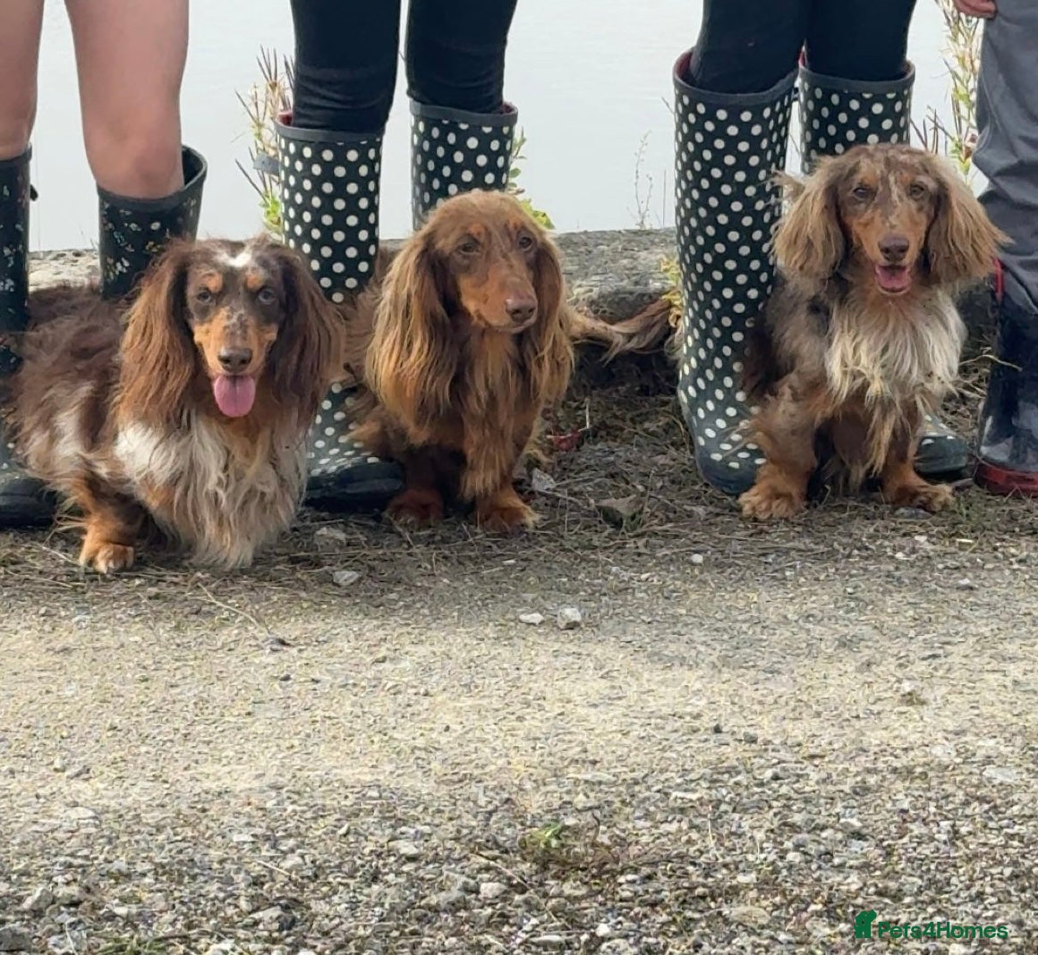 Dachshund dogs Long haired dachshund stud boys  in Leeds - Advert 2