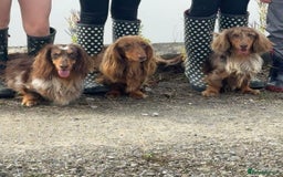 Dachshund dogs for stud: Long haired dachshund stud boys  in Leeds - Image 1