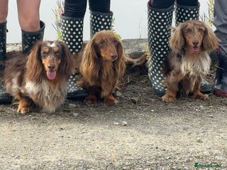 Dachshund dogs in Leeds - Advert 9