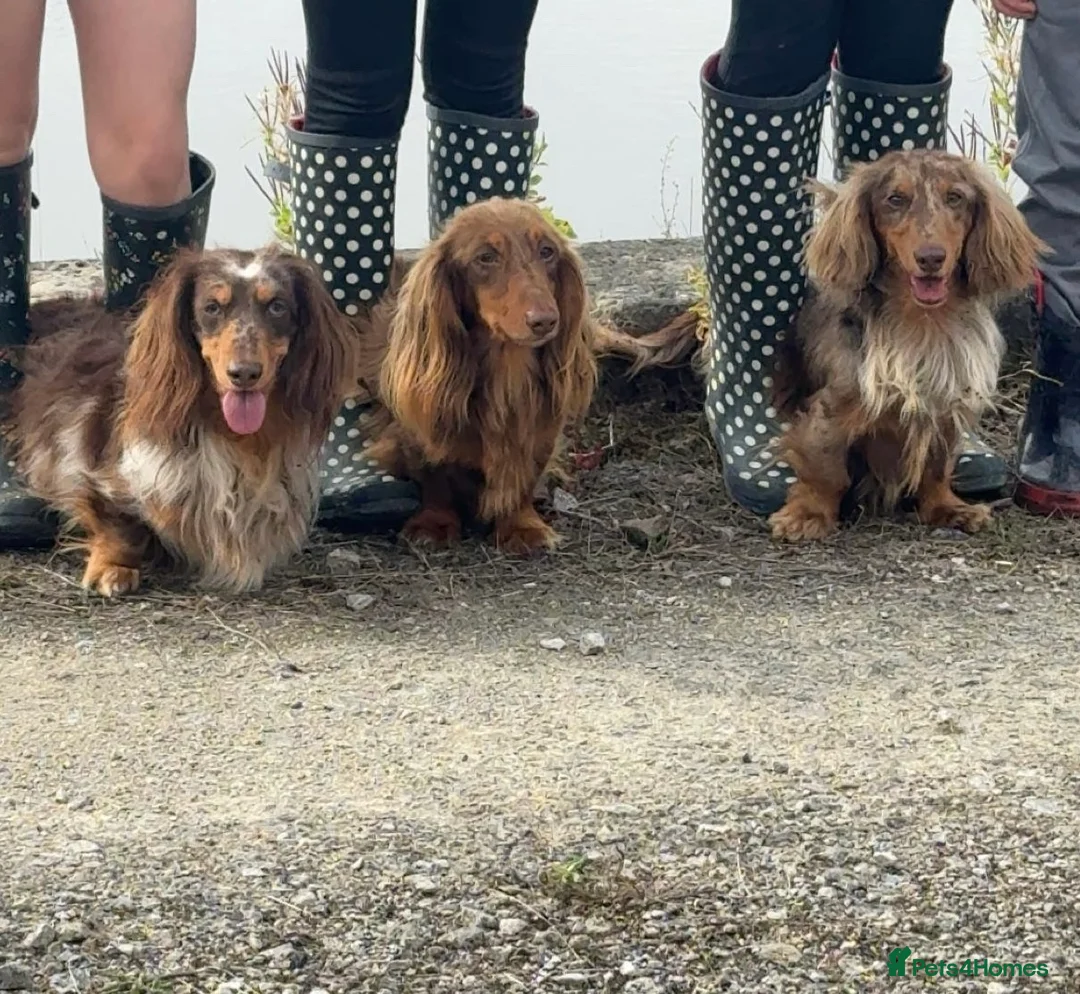 Dachshund dogs for stud: Long haired dachshund stud boys  in Leeds - Advert 1