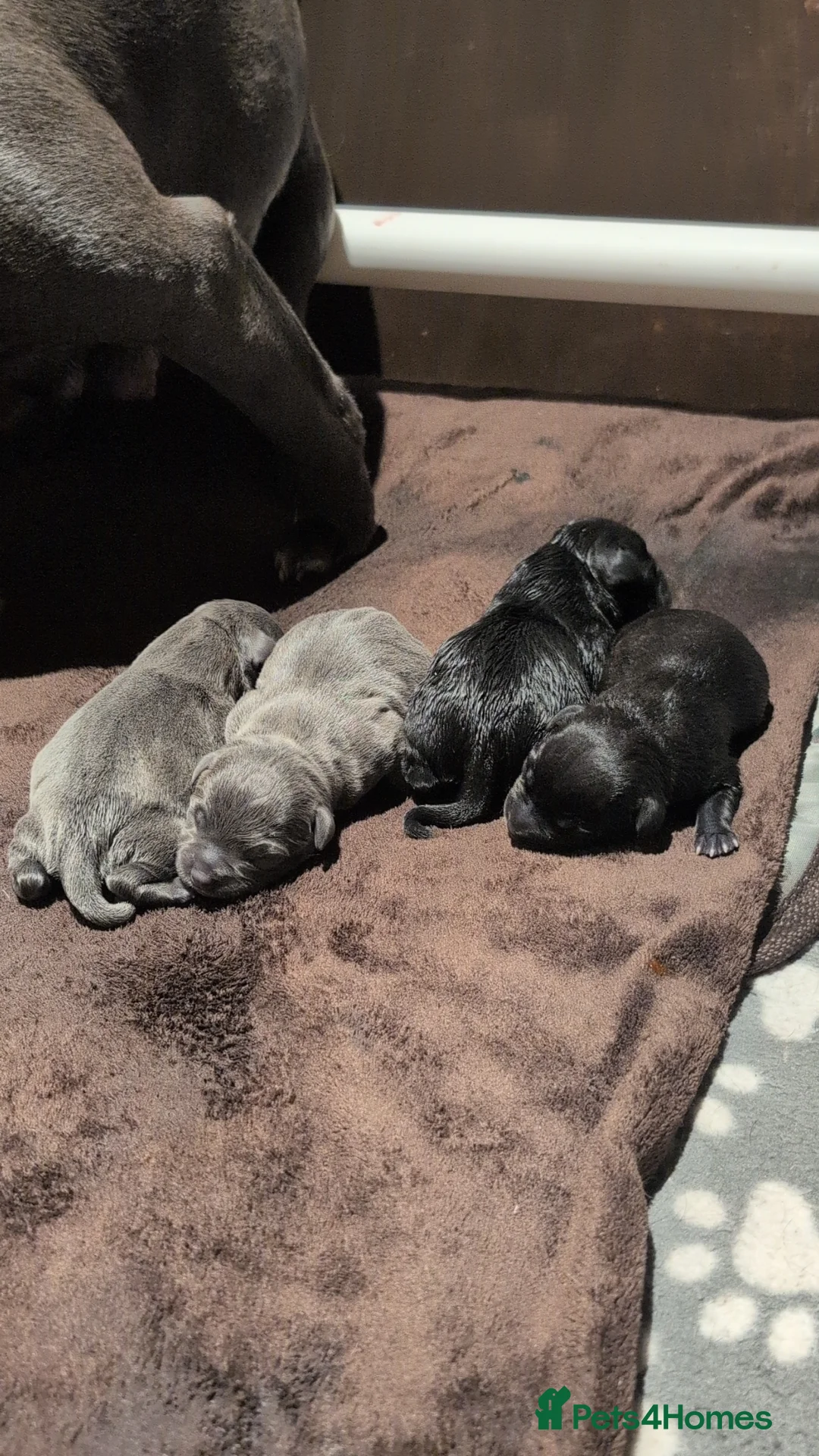 Staffordshire Bull Terrier dogs for sale: KC Registered Staffordshire Bull Terrier Puppies - Advert 10