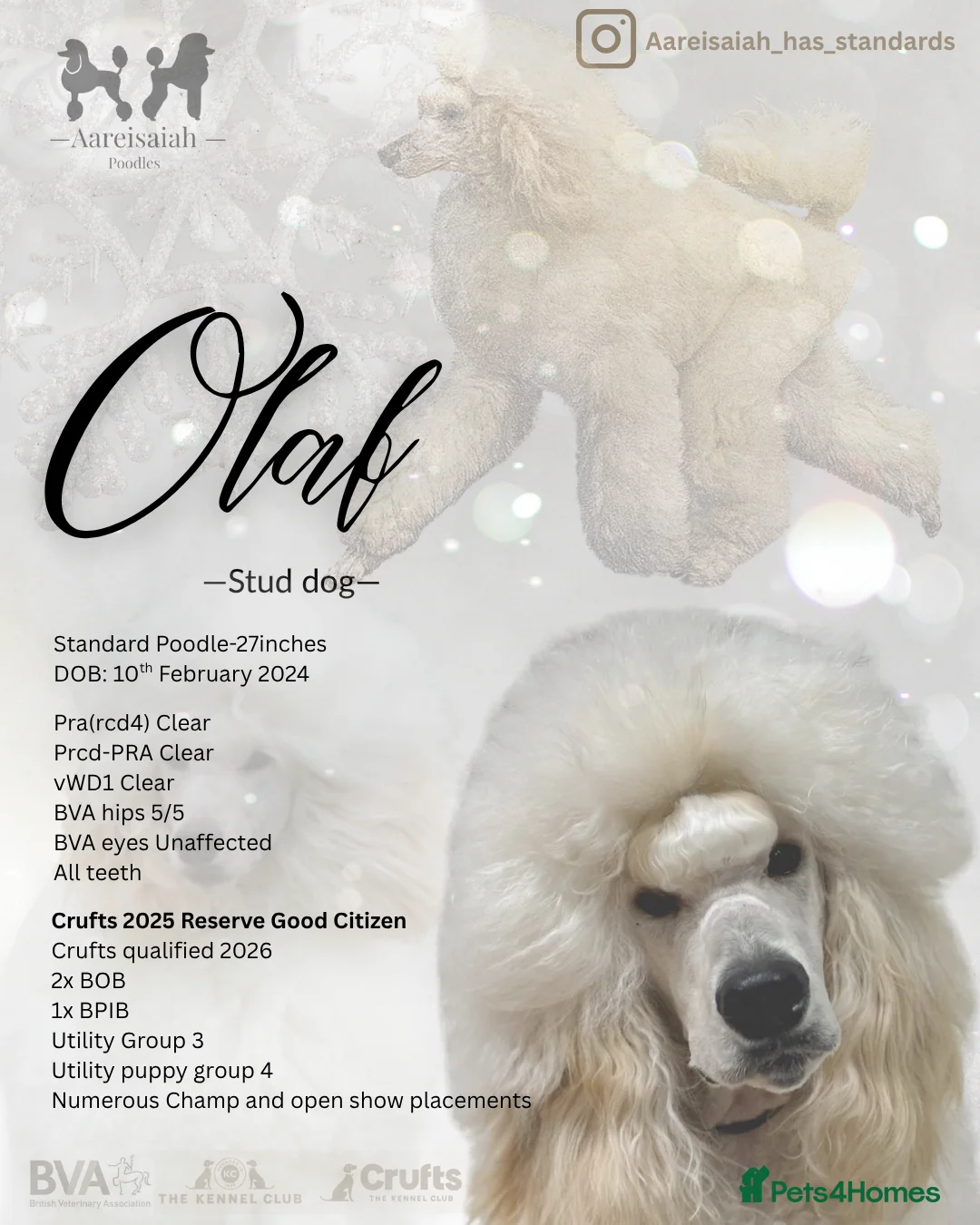 Standard Poodle dogs for stud: Proven Black and Cream Standard Poodles for stud - Advert 2