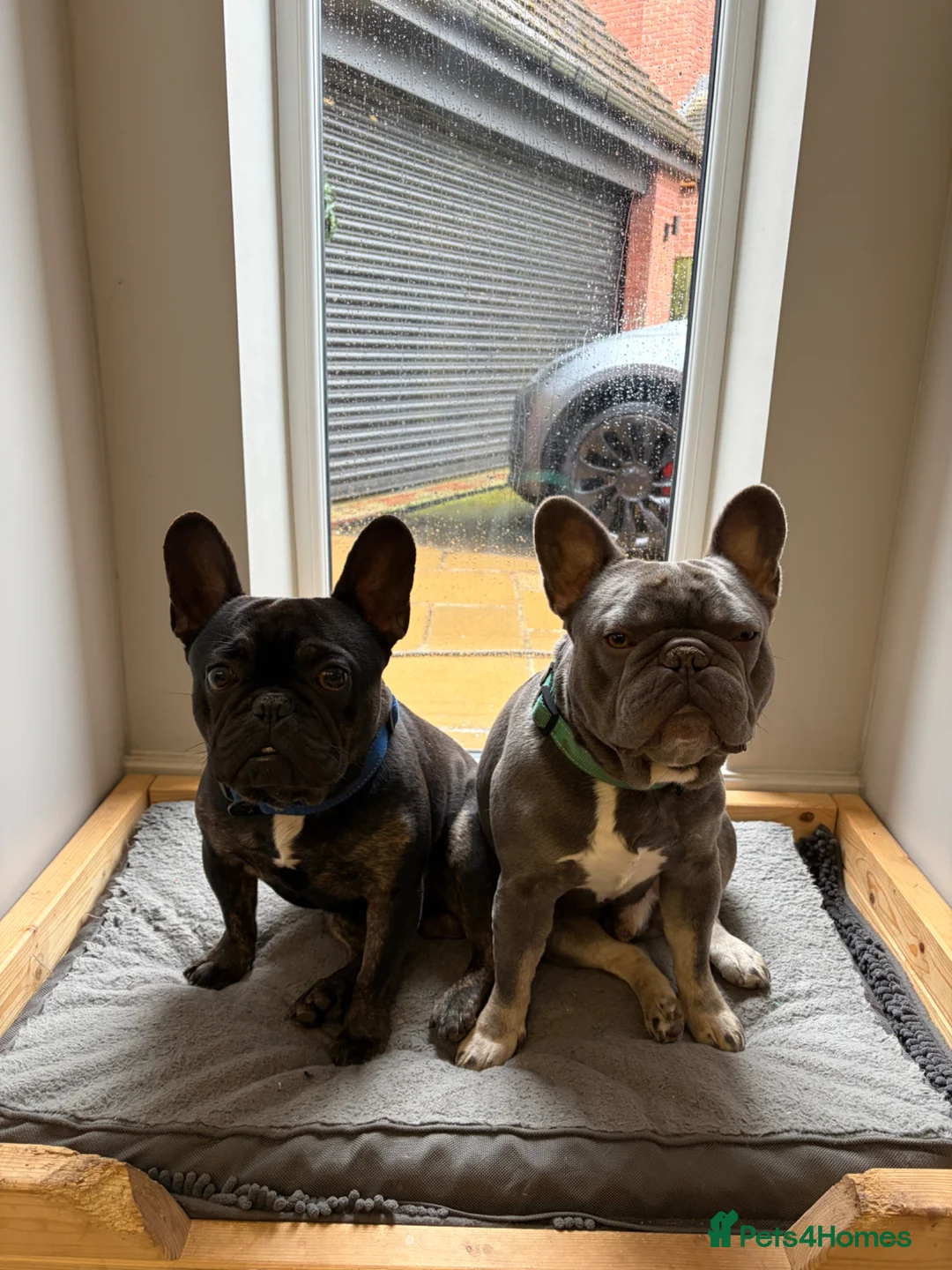 French Bulldog dogs for sale: Two gorgeous 3 year old male Frenchies  - Advert 1