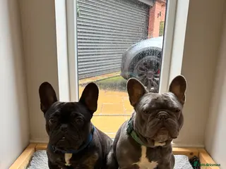 French Bulldog dogs Two gorgeous 3 year old male Frenchies - Advert 1