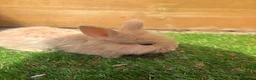 Angora rabbits for sale: English angora babies  in Stoke-on-Trent - Advert 7