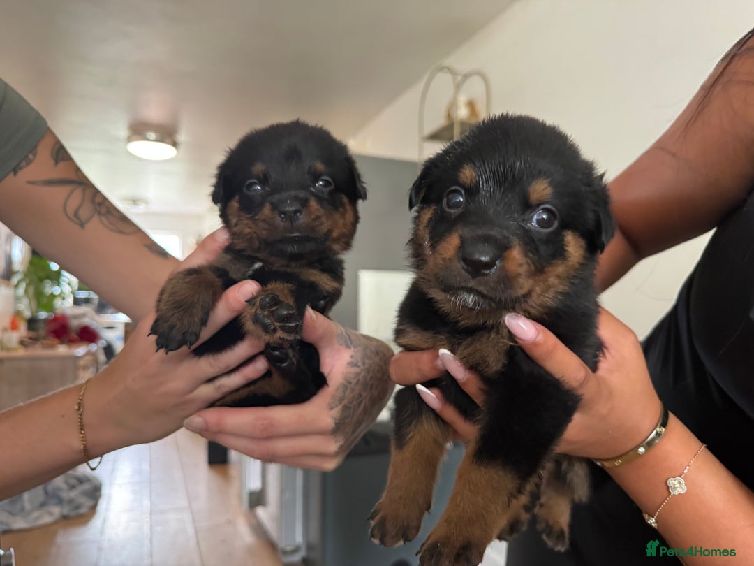Rottweiler dogs for sale: LAST PUPS REMAINING. READY TO LEAVE  - Image 20