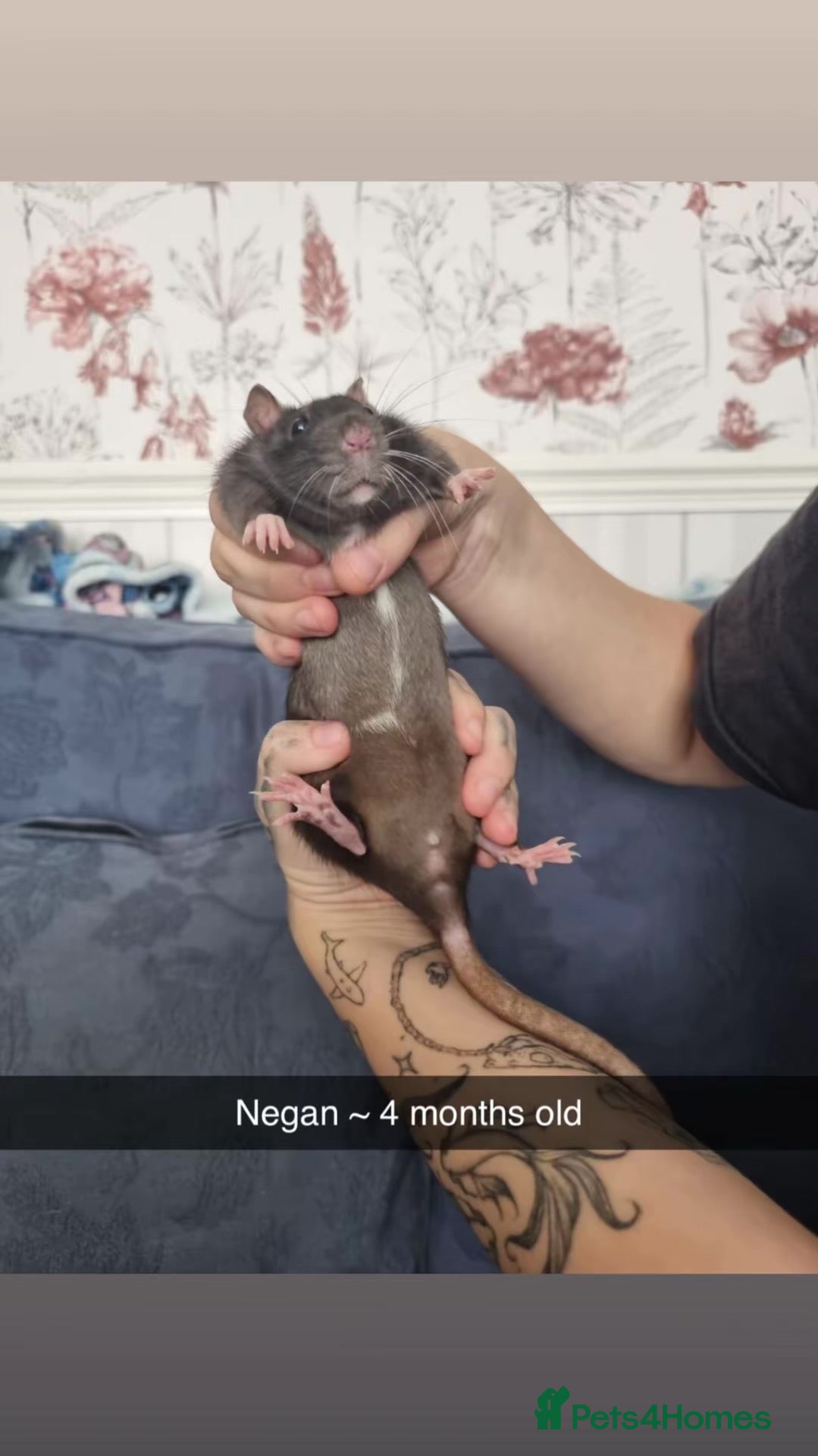 Rat rodents 6 rats for rehoming  - Advert 17