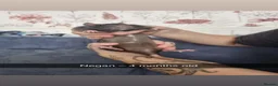 Rat rodents for sale: 6 rats for rehoming  - Advert 1