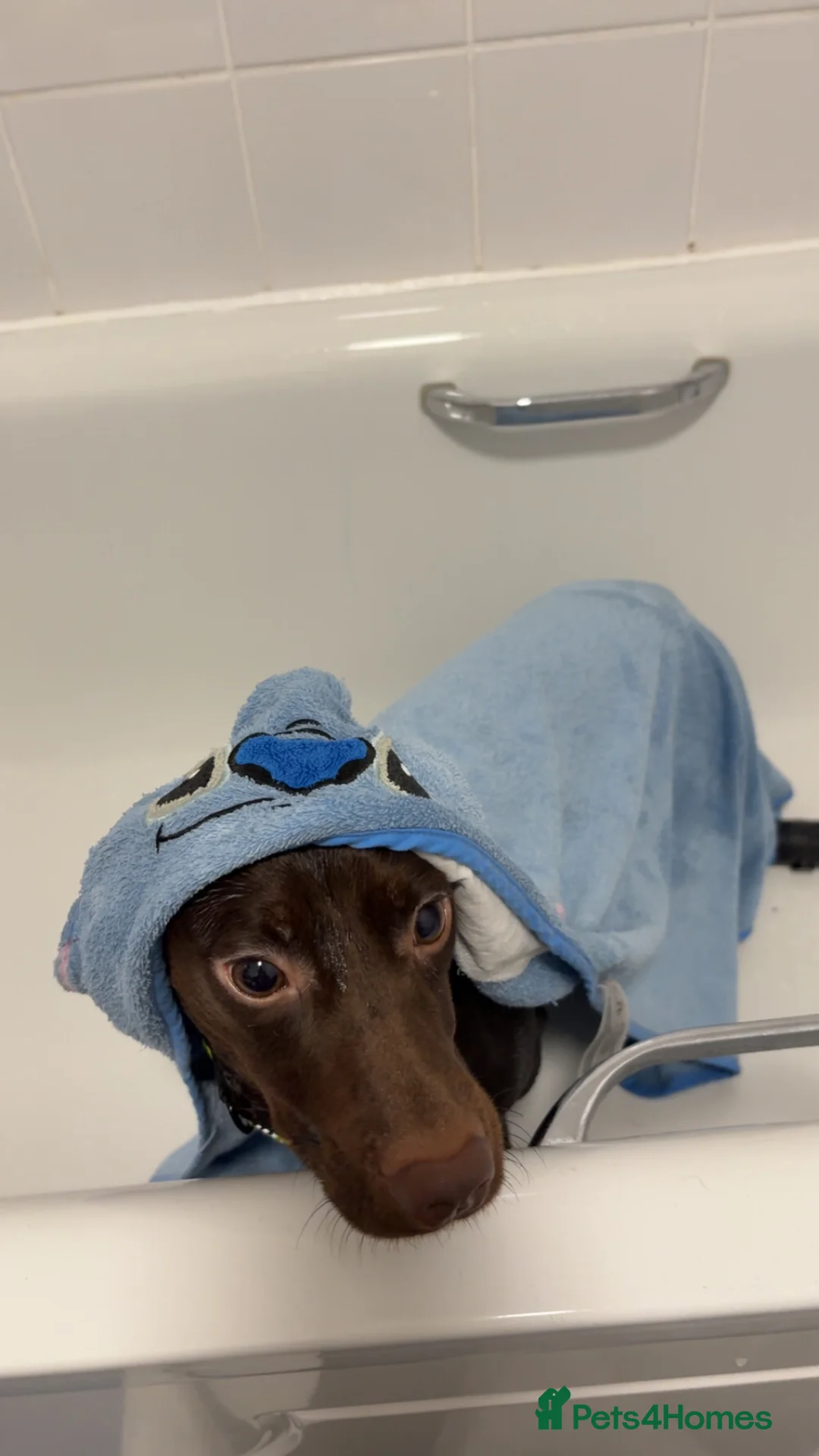 Mixed Breed dogs for sale: Dachshund cross named Hudson  - Advert 1