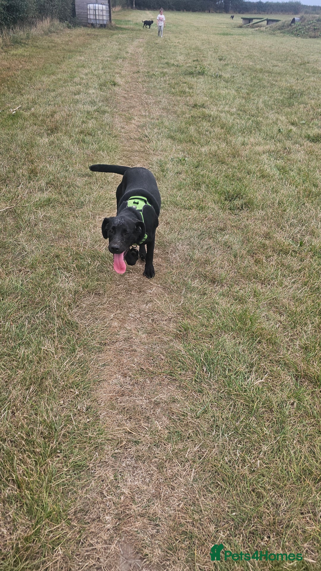 Labrador Retriever dogs for sale: 7 Labrador Pups **1 Bitch Left** Read Ad in York - Image 1