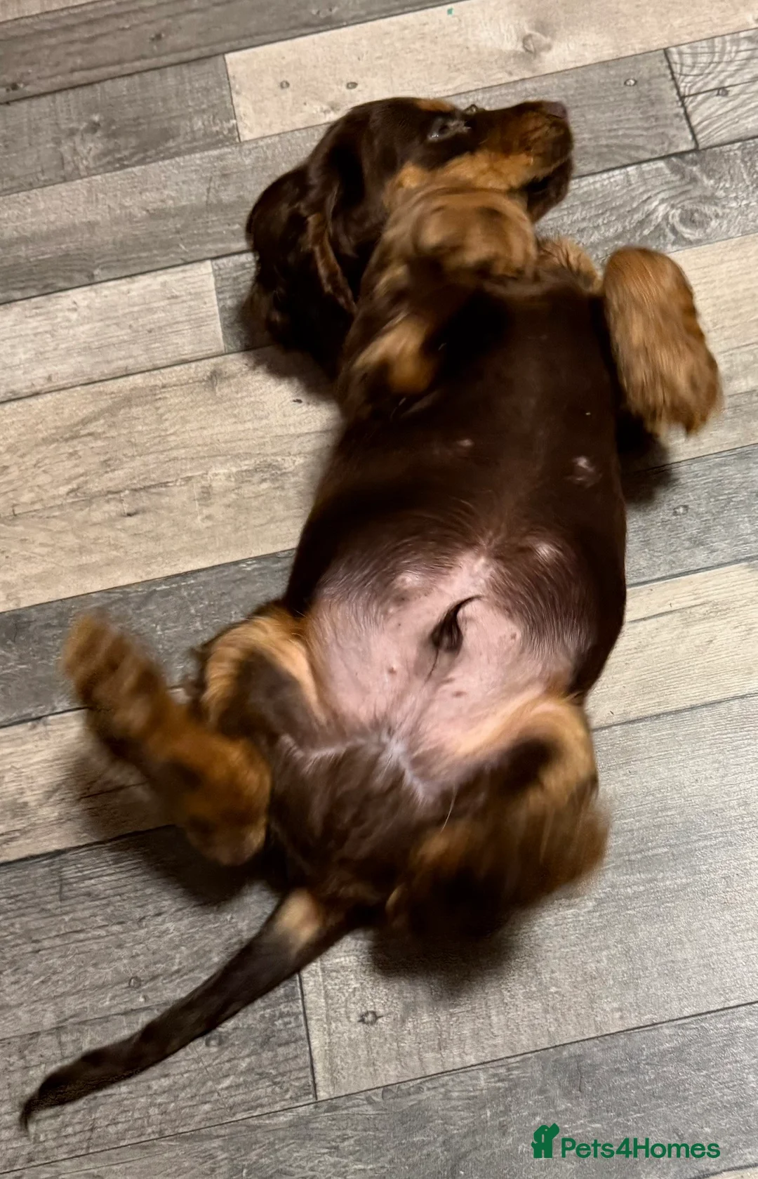 Cocker Spaniel dogs for sale: One male and 1 female show cocker spaniel pup - Advert 11
