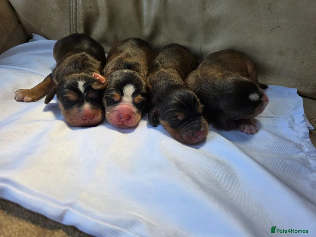 Cockerdor dogs for sale: Beautiful Sable Male Cockerdor Puppy Ready 2ndSept - Advert 2