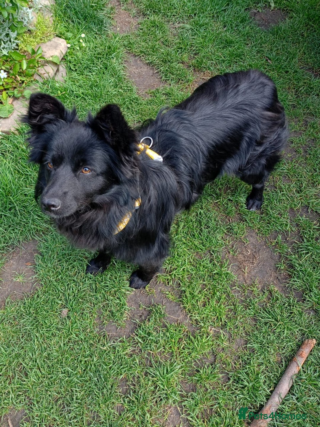 Mixed Breed dogs for adoption: 💖🐶 LILU JET 🐶💖 - Image 6