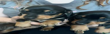 Miniature Dachshund 1