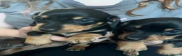 Miniature Dachshund dogs for sale: Bunny miniature dachshund  - Advert 5