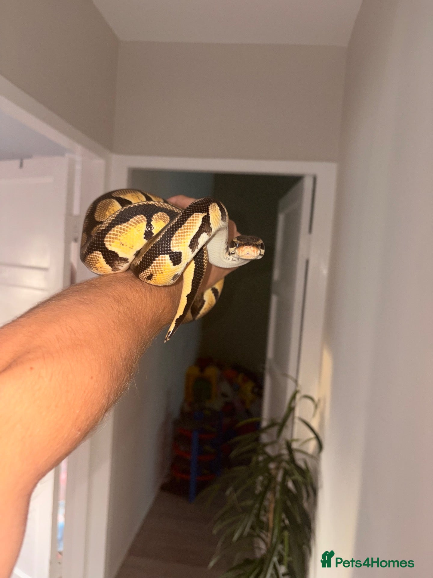 Snake reptiles Male and female  Ball python  - Advert 4