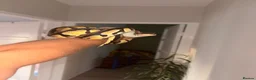 Snake reptiles for sale: Male and female  Ball python  - Advert 1