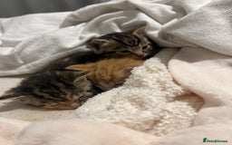 Mixed Breed cats for sale: 3 beautiful fluffy kittins  - Image 1