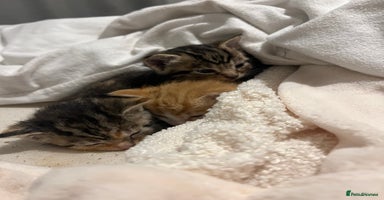 Mixed Breed cats - Advert 7