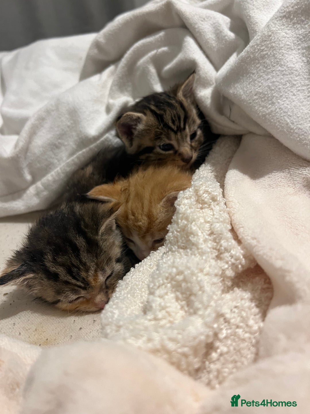 Mixed Breed cats for sale: 3 beautiful fluffy kittins  - Image 1