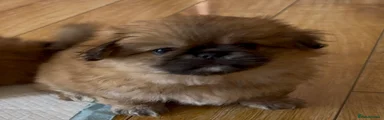 Pekingese 4