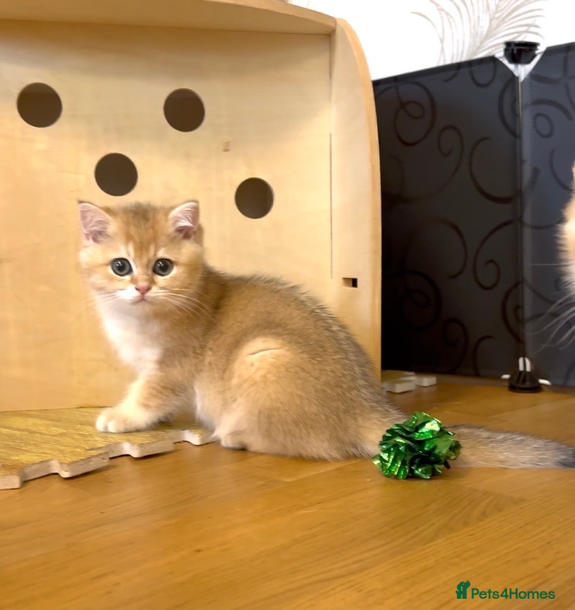 British Shorthair cats 🌟3 Adorable Golden BSH kittens left 🌟 - Advert 10