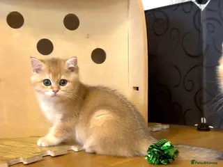 British Shorthair cats 🌟3 Adorable Golden BSH kittens left 🌟 - Advert 10