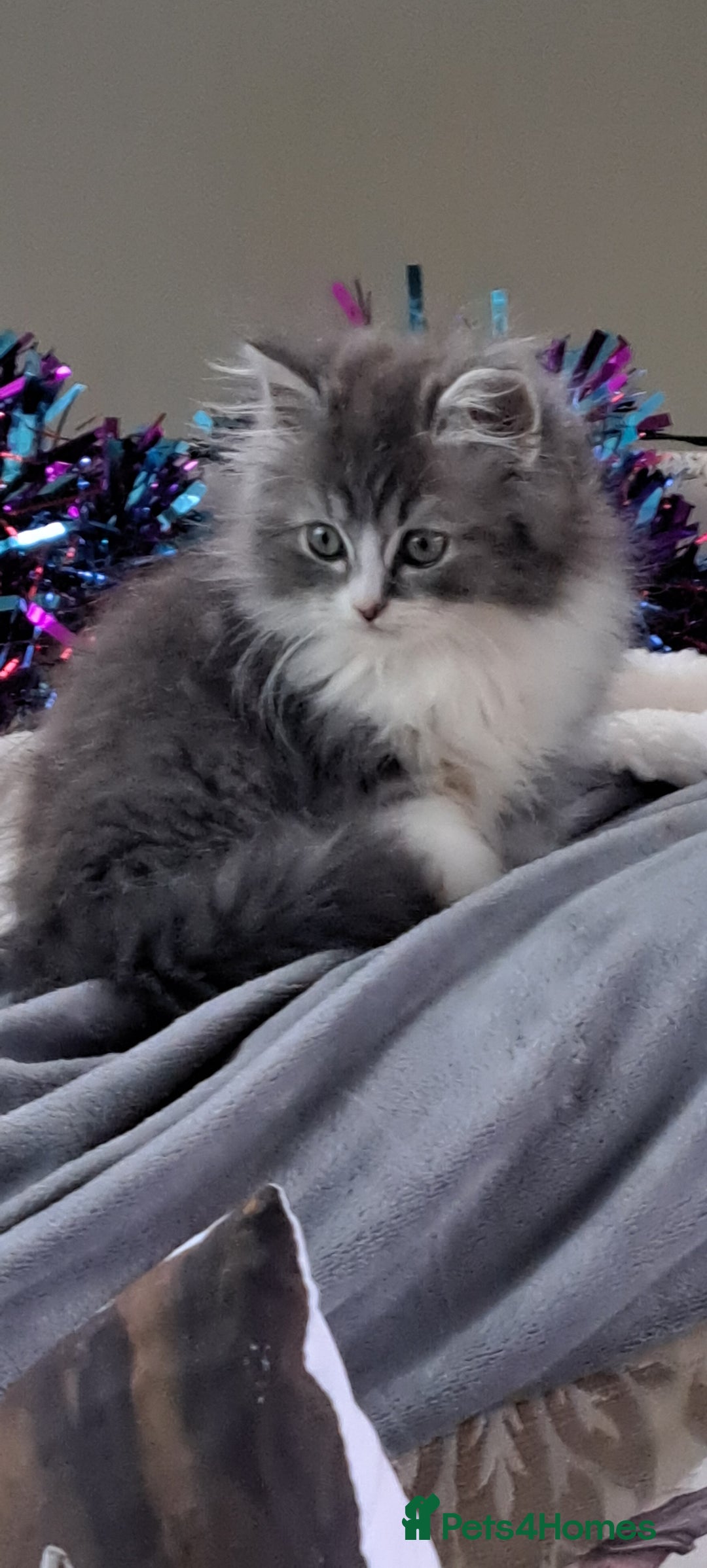 Ragdoll cats for sale: 2 ragdoll cross persian kittens - Advert 19