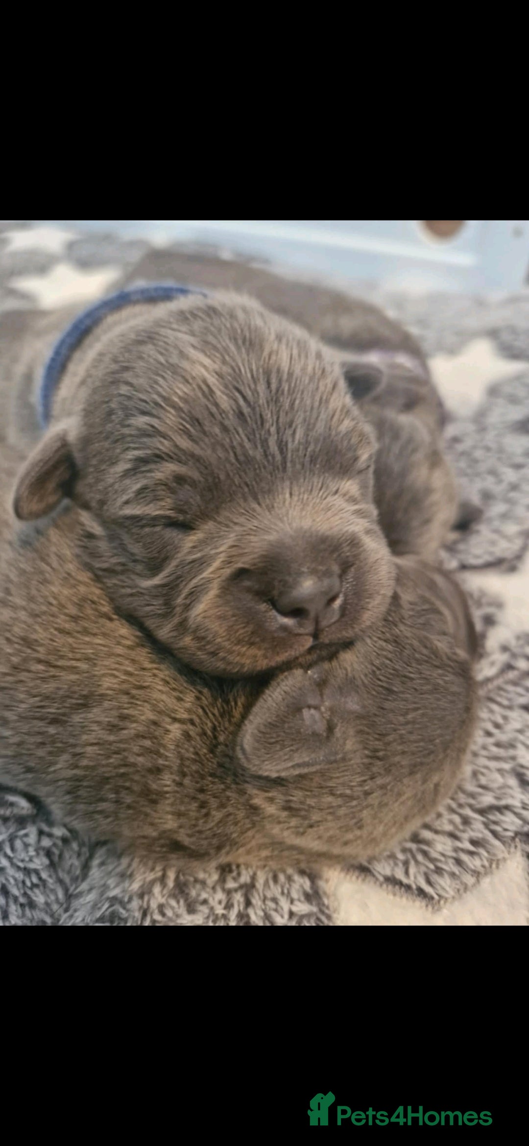 Staffordshire Bull Terrier dogs for sale: Blue Staffordshire Bull Terrier Puppies in Street - Image 5