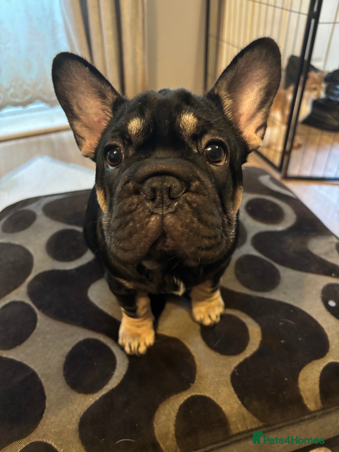 French Bulldog dogs for sale: French bulldog puppies  - Advert 12