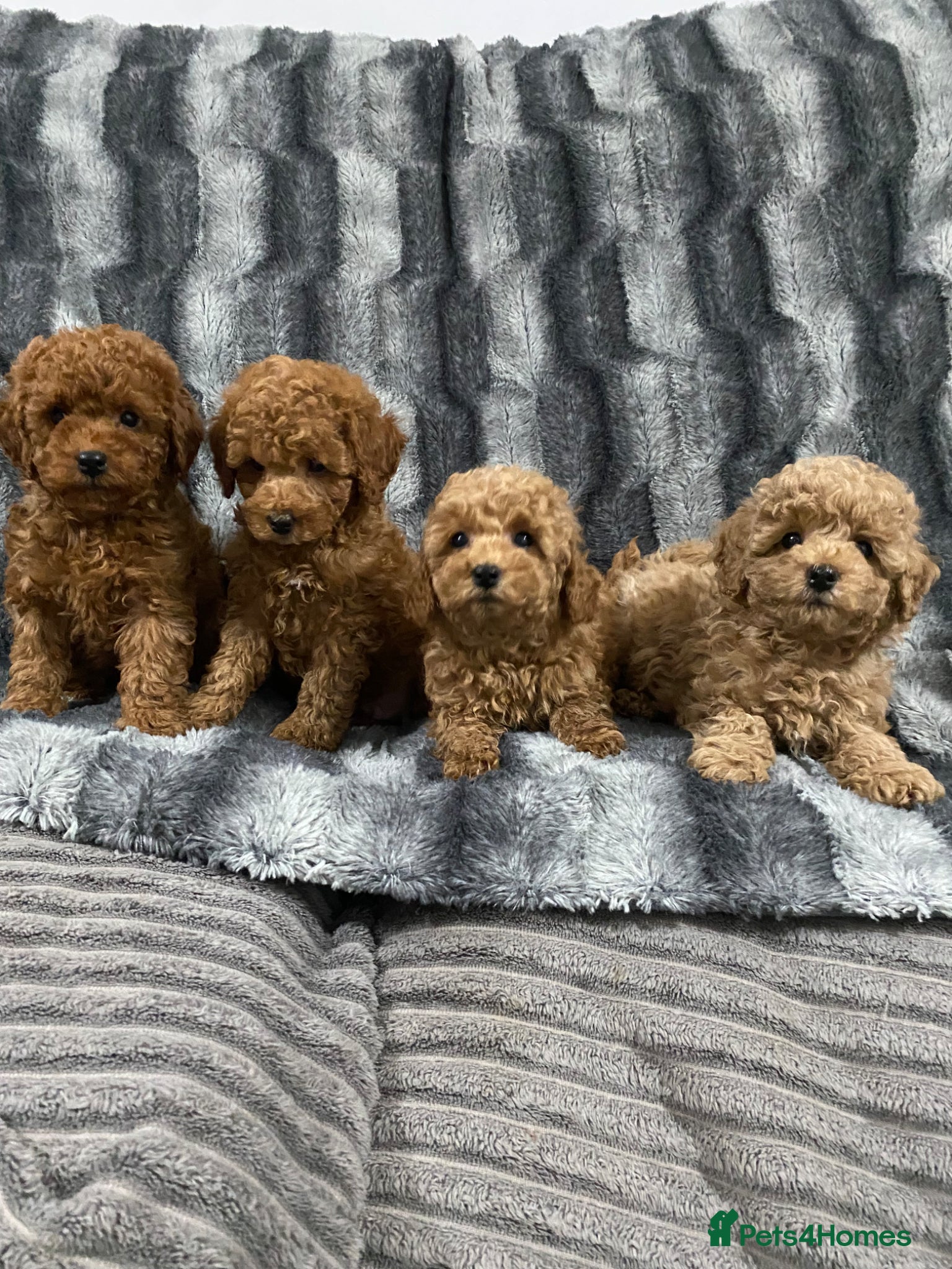 Toy Poodle dogs Pure Bred Toy Poodles KC Registered  - Advert 1