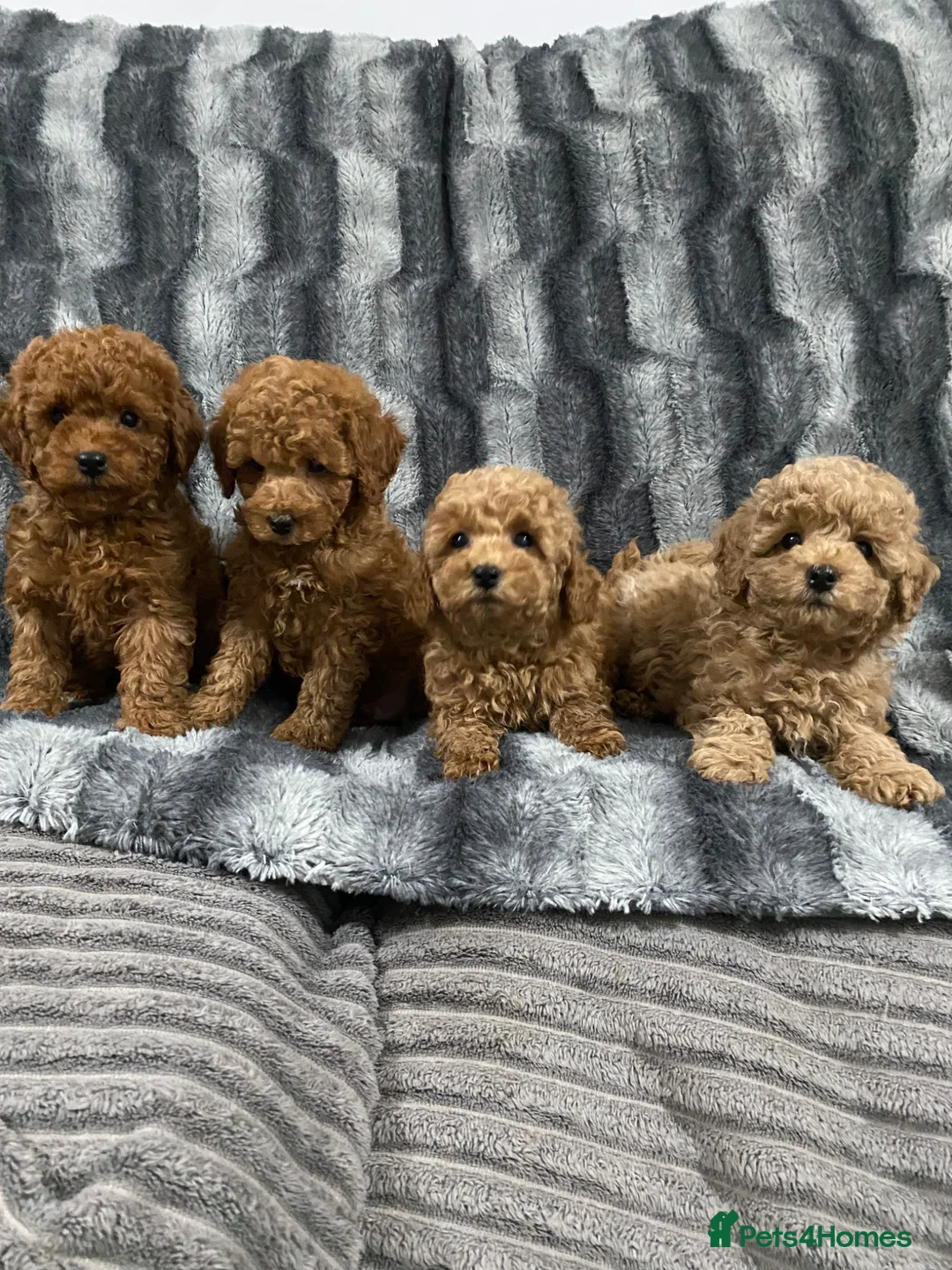 Toy Poodle dogs for sale: Pure Bred Toy Poodles KC Registered  - Advert 1